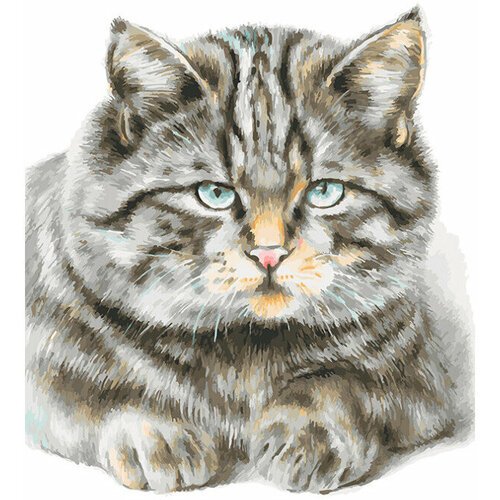 Картина по номерам Белоснежка «Кот домашний» (40х30 см, холст на подрамнике)